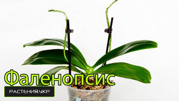 Как правильно ухаживать за орхидеей? Такой субстрат обеспечивает дыхание корней