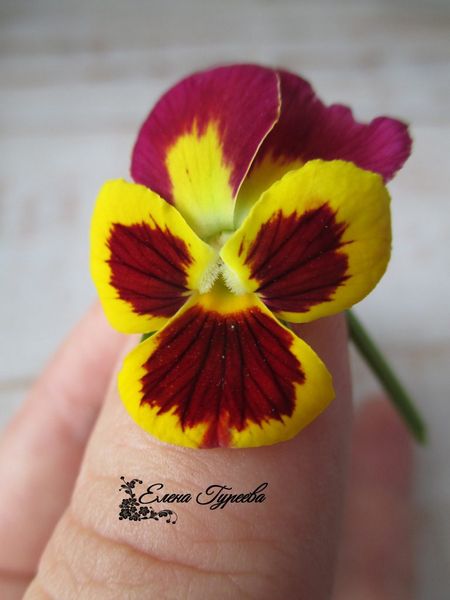 Анютины глазки: интересная история замечательного цветка Вандергреном было выведено пять сортов