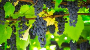 Эффективная борьба с болезнями винограда | Сад и огород