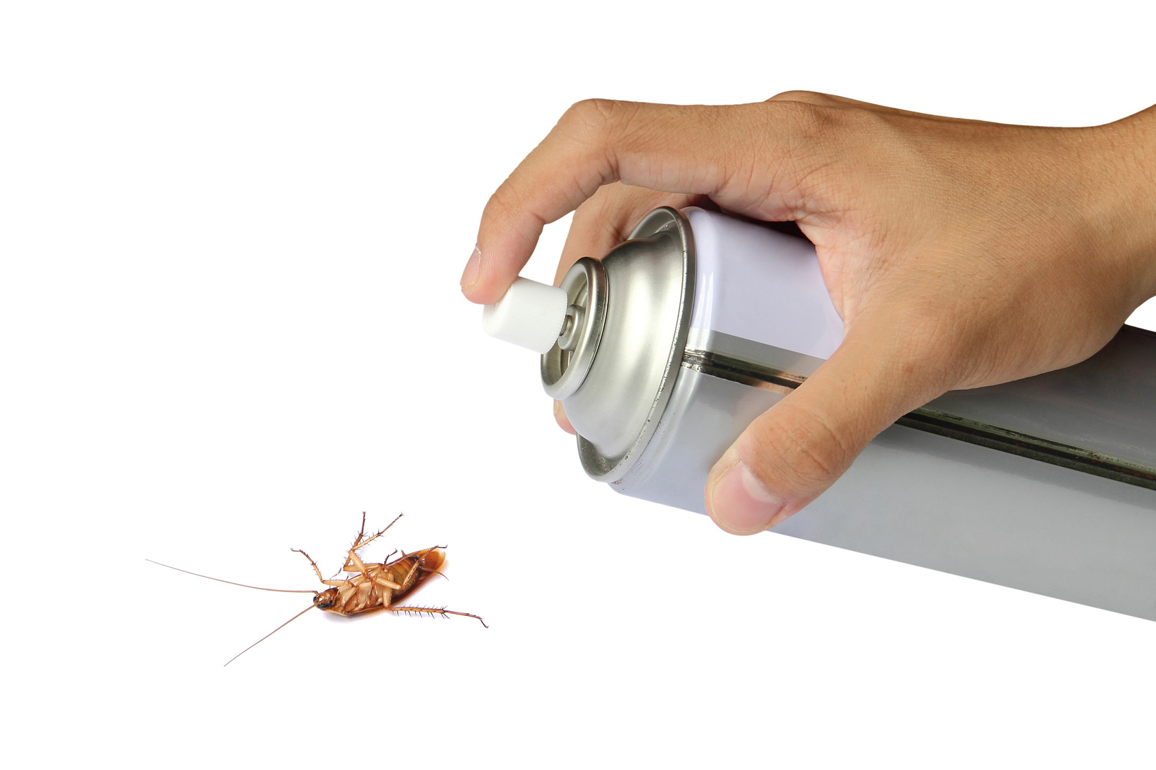 Как избавиться от тараканов в квартире? | Сад и огород