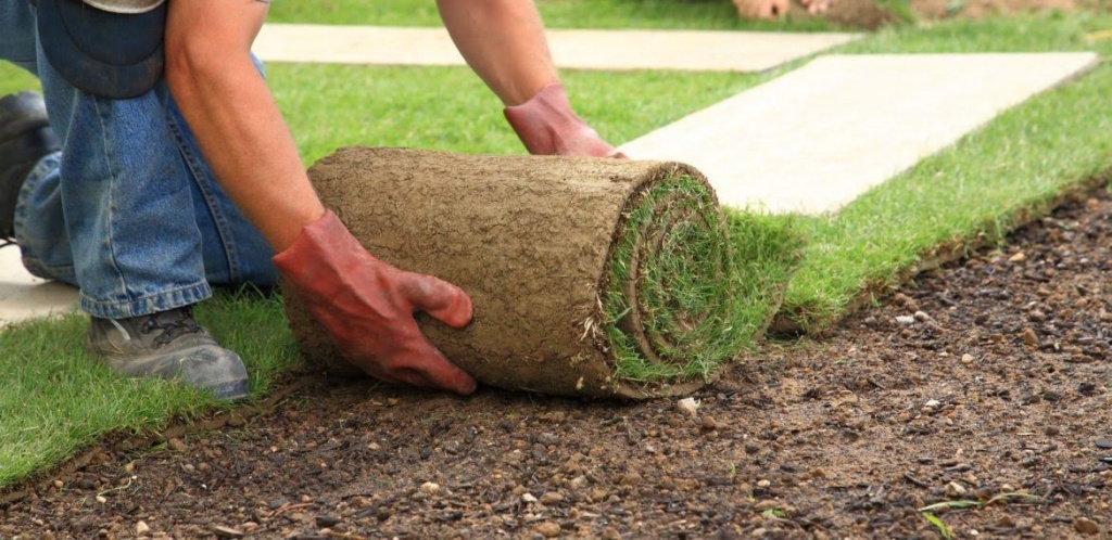 Как правильно уложить рулонный газон на своем участке?