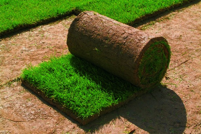 Как правильно уложить рулонный газон на своем участке?